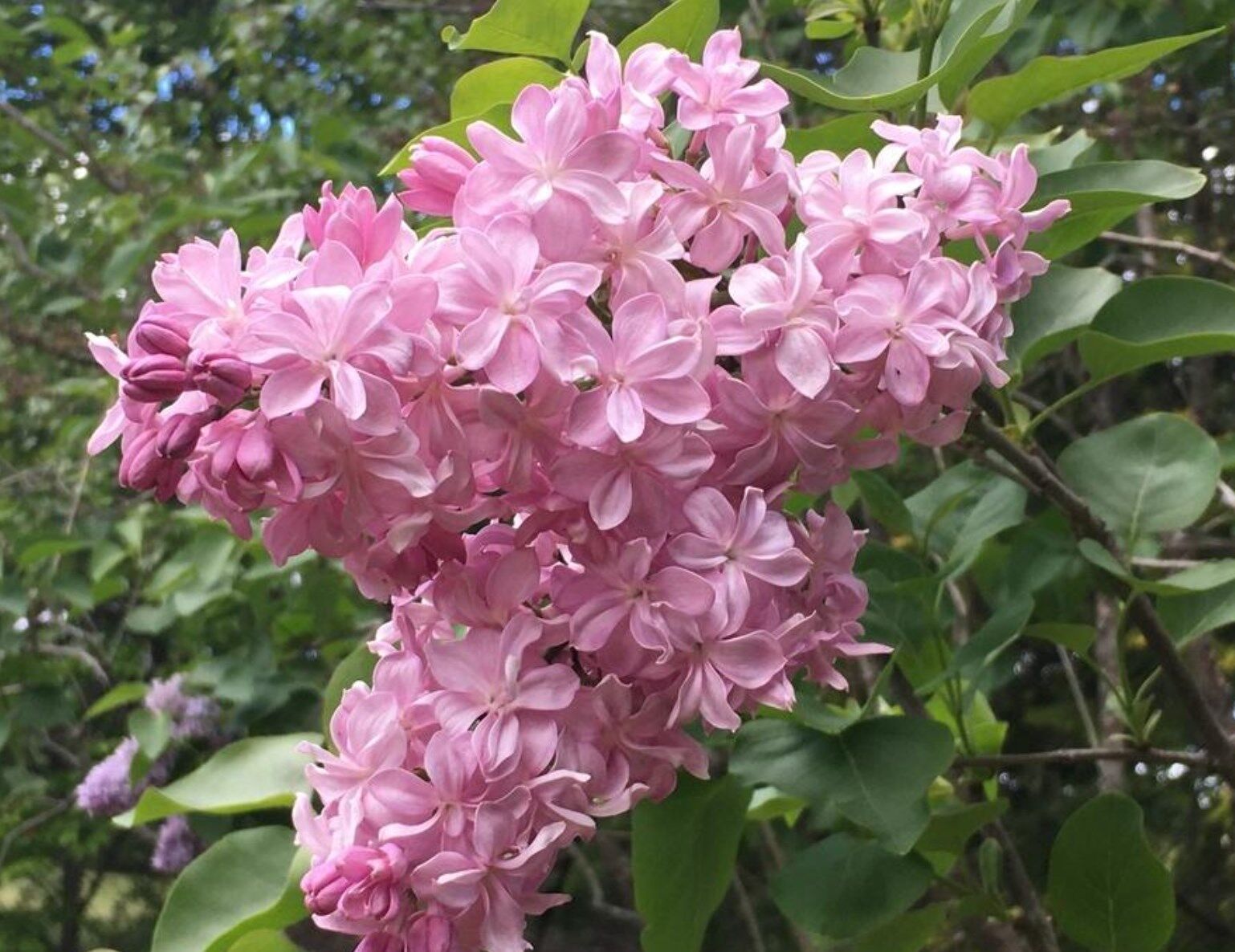 Сирень обыкновенная 'Принц Волконский' (лилово - розовая)