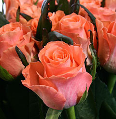 Роза 'Розани' (чайно-гибридная) (кораловая)