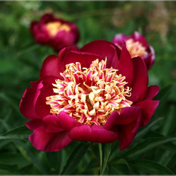 Пион молочноцветковый 'Ниппон Бьюти' (пурпурный анемоноцветный)