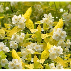 Чубушник венечный 'Золотистый'