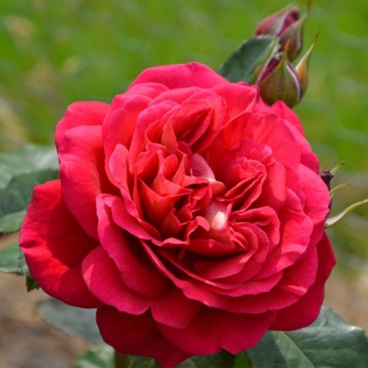 Роза 'Мона Лиза' (флорибунда) (винно - красная)