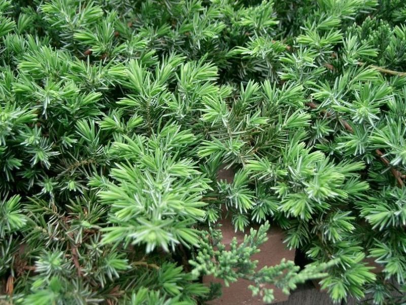 Можжевельник прибрежный 'Блу Пасифик'