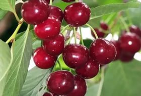 Вишня обыкновенная 'Гриот Мичуринский'