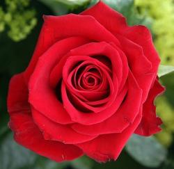 Роза 'Мадригал' (шраб) (красная)