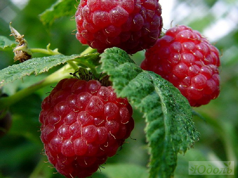 Малина 'Солнышко'