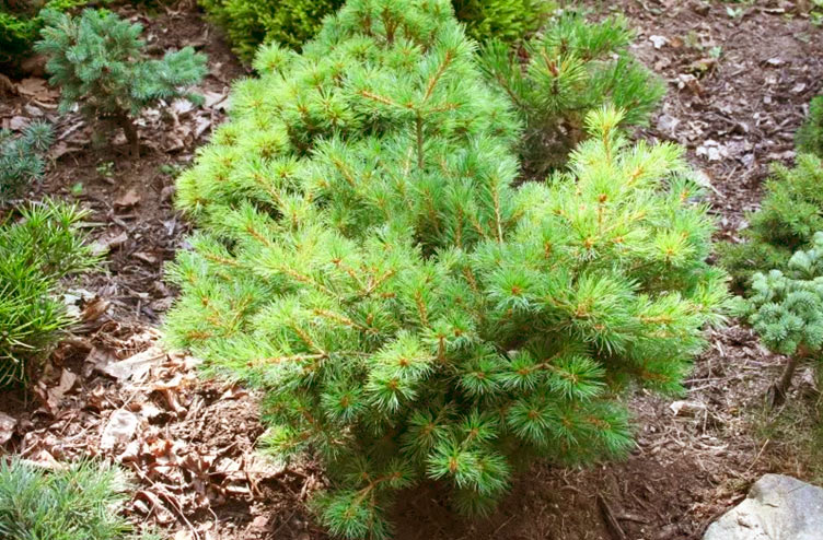 Сосна мелкоцетковая 'Нелли Д'