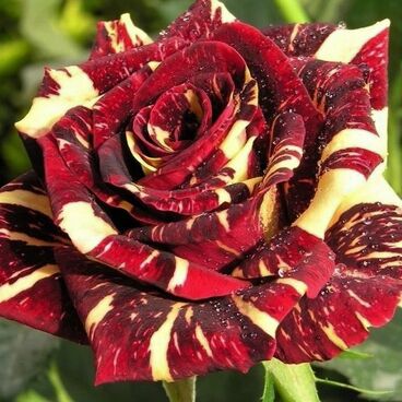 Роза 'Фокус Покус' (бордо с белыми полосками)