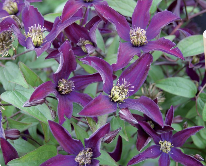 Клематис гибридный 'Ноора'