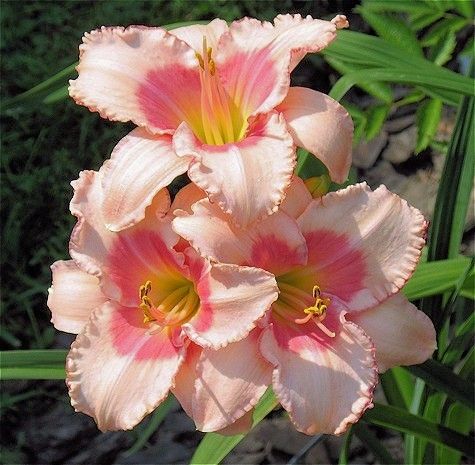 Лилейник гибридный 'Строберри Филдс'