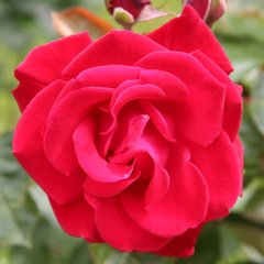 Роза 'Гранд Отель' (плетистая) (красная)