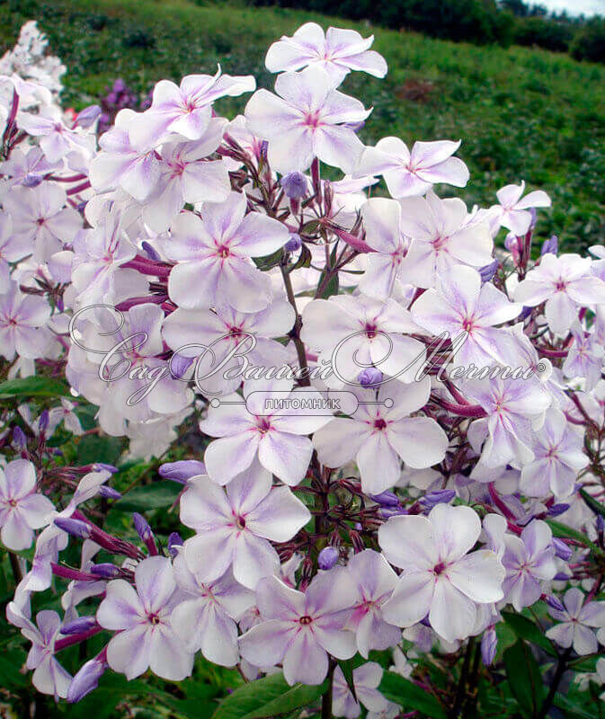 Флокс метельчатый 'Жуковский'