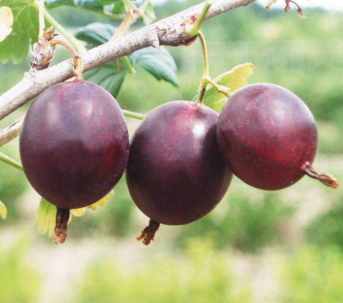 Крыжовник 'Финик'