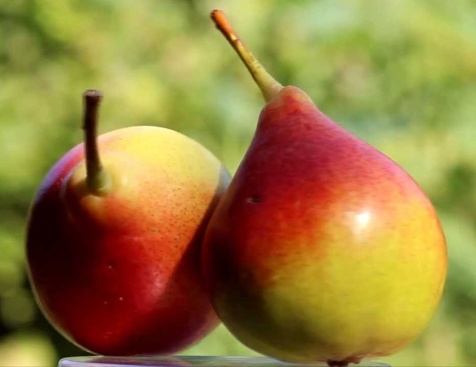 Груша 'Россошанская красивая'