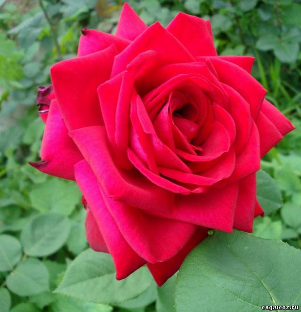 Роза 'Софи Лорен' (чайно-гибридная) (красно - малиновая)