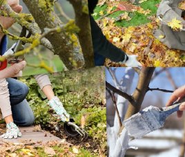 Полезные советы Особенности осеннего ухода за плодовыми деревьями