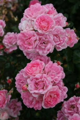 Роза 'Флирт 2011' (миниатюрная) (розовая)