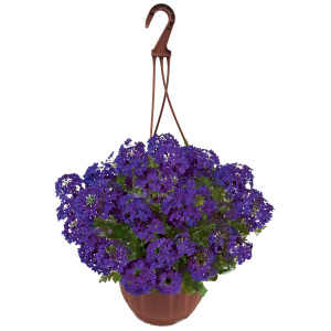 Кашпо пластиковое с вербеной