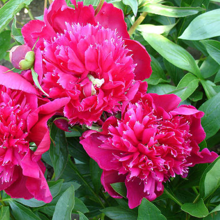 Пион молочноцветковый 'Институтьер Дориа' (малиновый)