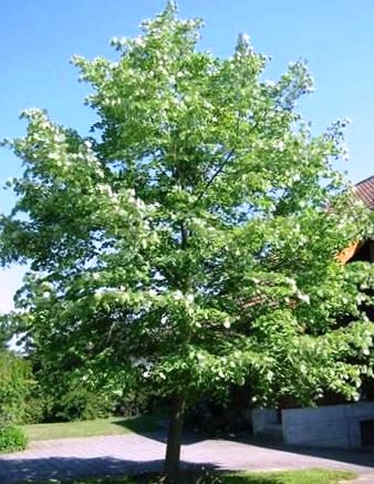 Липа войлочная