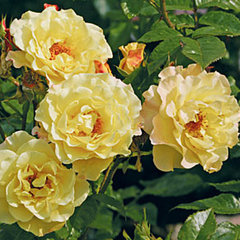 Роза 'Ругельда' (флорибунда) (желтая)