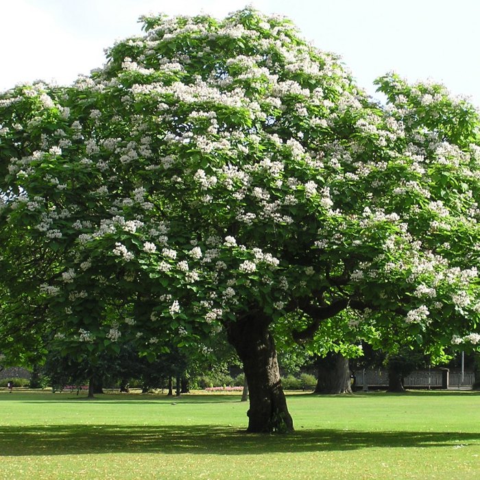 Катальпа бигнониевидная