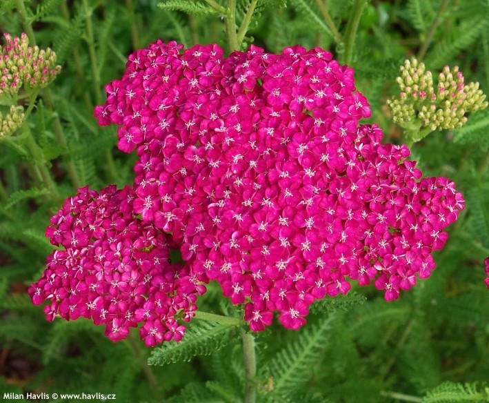 Тысячелистник обыкновенный (парковый) 'Сауси Седакшн'