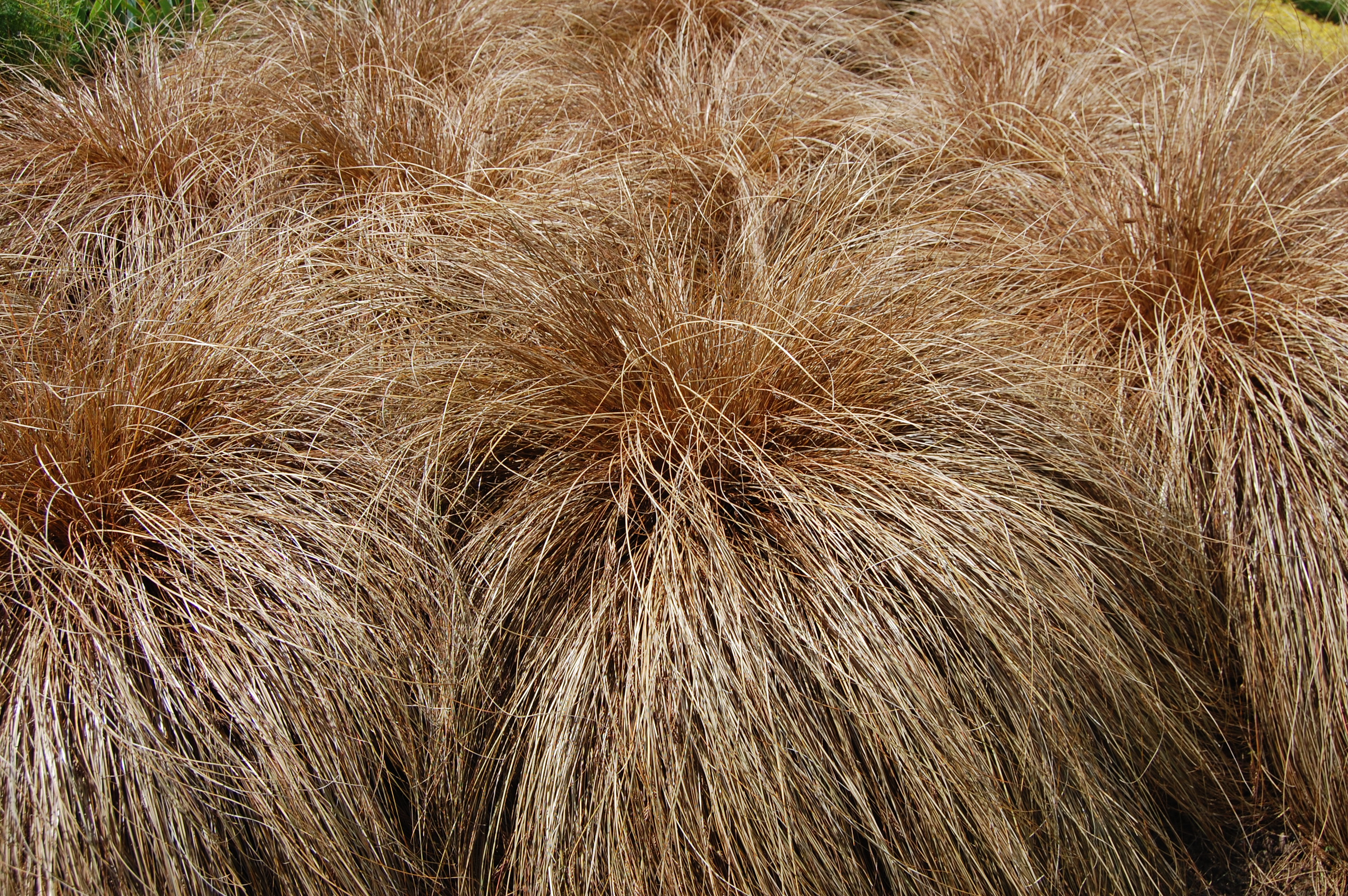 Осока власовидная 'Бронко'