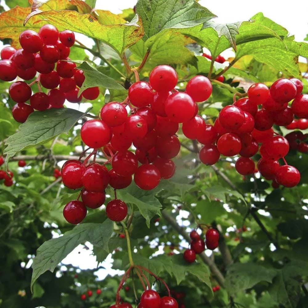 Калина плодовая 'Вигорова'