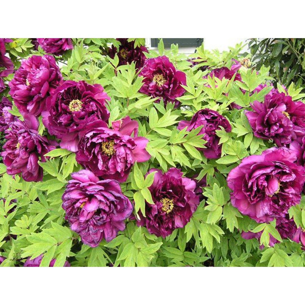 Пион древовидный 'Пурпул Феникс' (фиолетово - розовый)