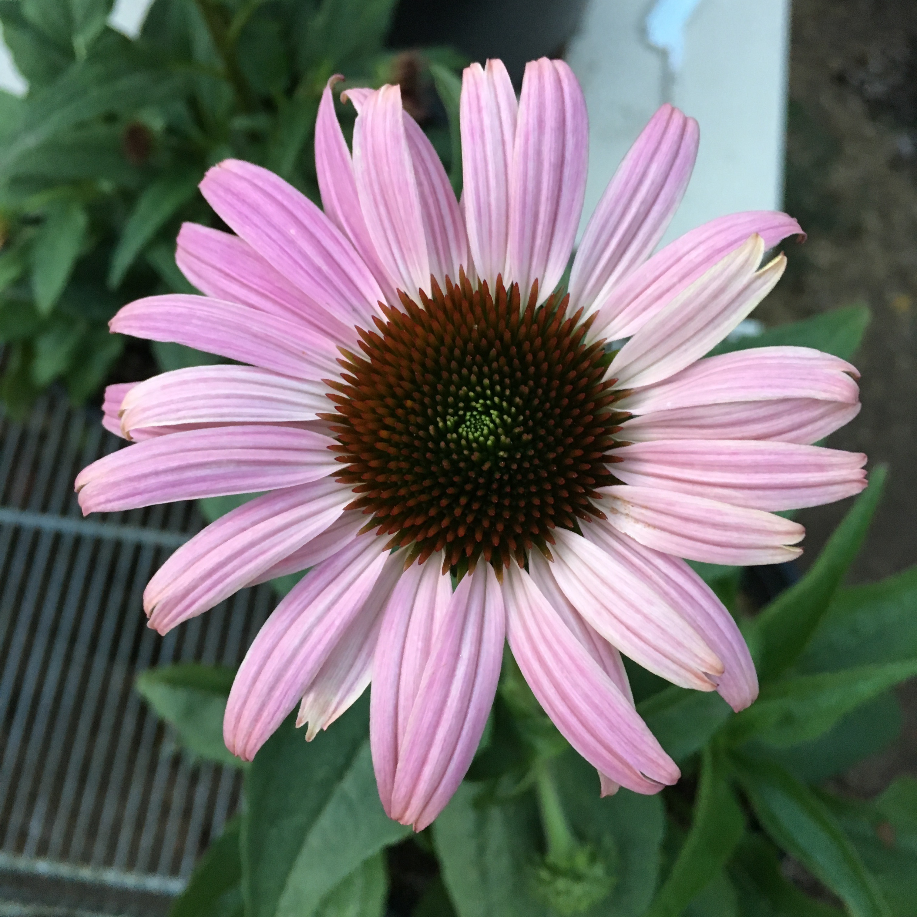 Эхинацея пурпурная 'Прери Сплендор Дип Роуз'