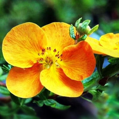 Лапчатка кустарниковая 'Сансет'