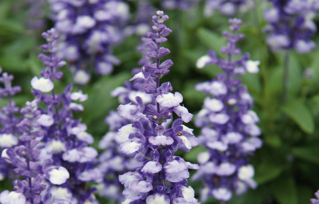 Сальвия дубравная (Шалфей) 'Фарина Биколор'