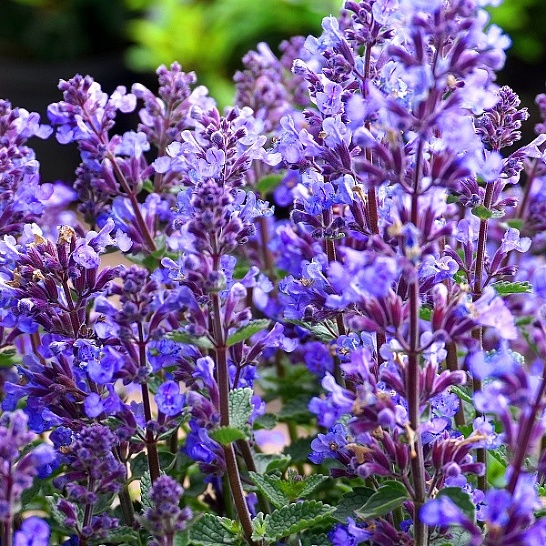 Котовник Фассенa 'Сикс  Хиллз Джайнт'