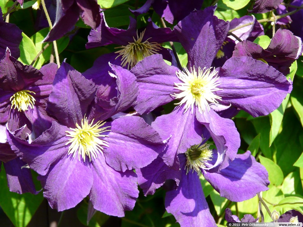 Клематис крупноцветковый 'Лех Качинский'