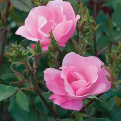 Роза 'Пинк Нок Аут' (почвопокровная) (розовая)