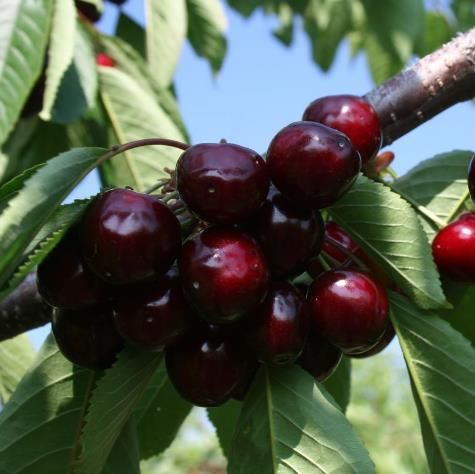 Черешня 'Мулатка'