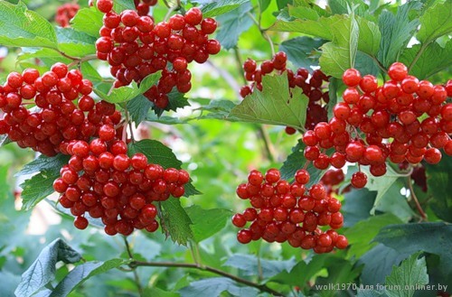 Калина плодовая 'Таежные рубины' Калина плодовая 'Таежные рубины'