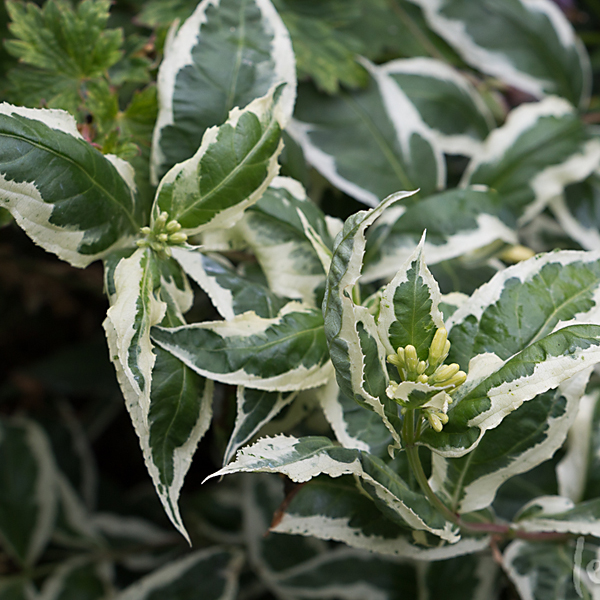 Диервилла сидячелистная 'Кул Сплеш'