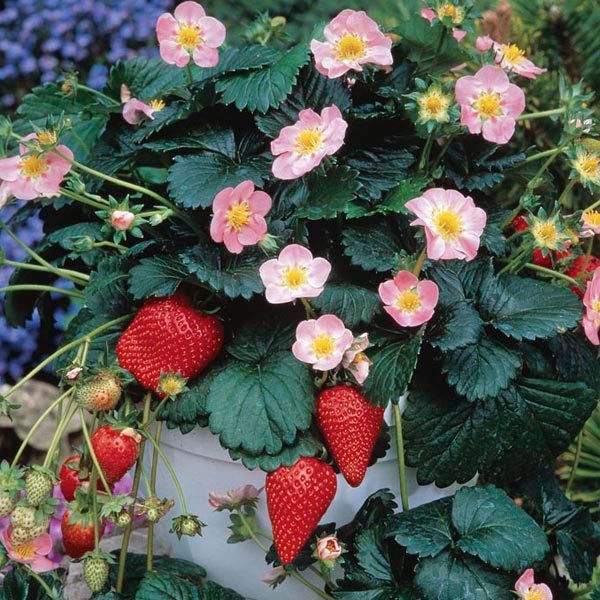 Земляника (клубника) 'Мерлан'