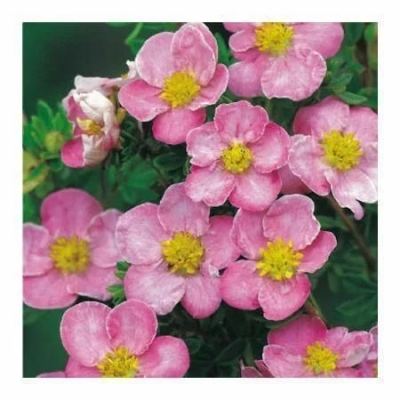 Лапчатка кустарниковая 'Нью Даун'