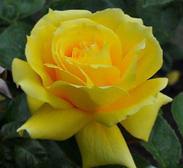 Роза 'Санблест' (чайно-гибридная) (желтая)