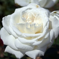 Роза 'Аннапурна' (чайно-гибридная) (белая)