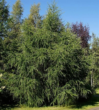 Лиственница Маргилинда