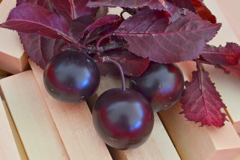 Слива колоновидная 'Пурпурная'