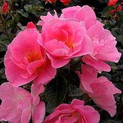 Роза 'Пинк Робуста' (шиповник сортовой) (розовая)