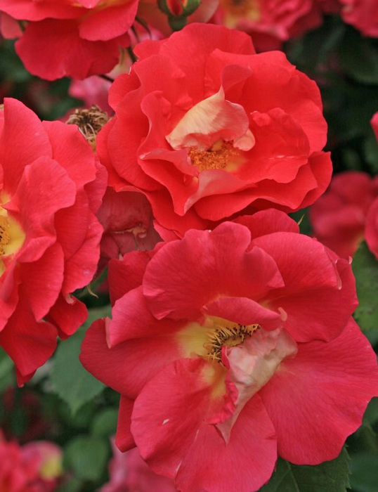 Роза 'Баяццо' (плетистая)