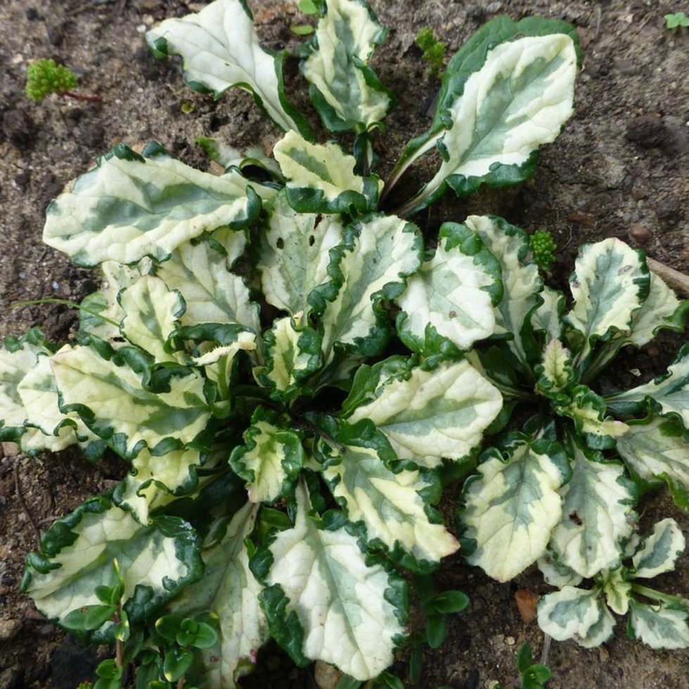 Живучка ползучая 'Арктик Сноу'