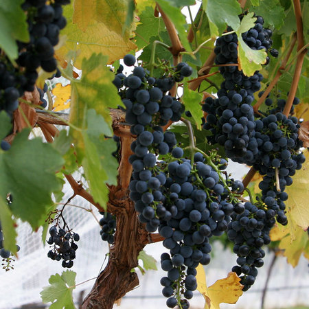 Виноград 'Боскуп Глори' (Боскопская Слава)(синий)