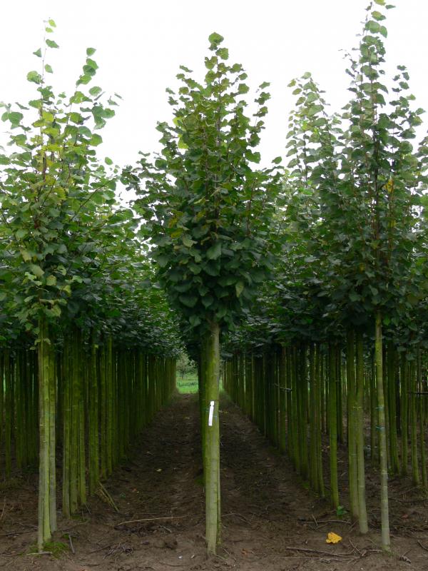 Липа крупнолистная 'Оребро'