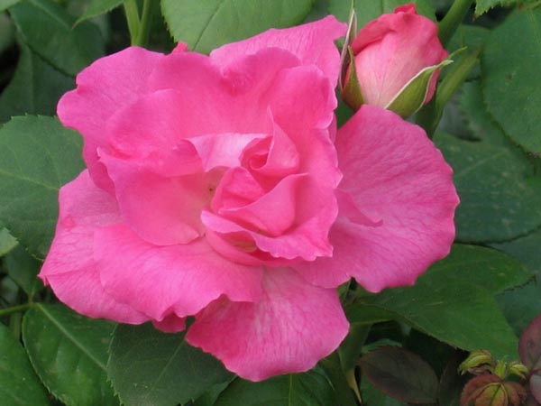 Роза 'Мелроуз' (флорибунда) (розовая)